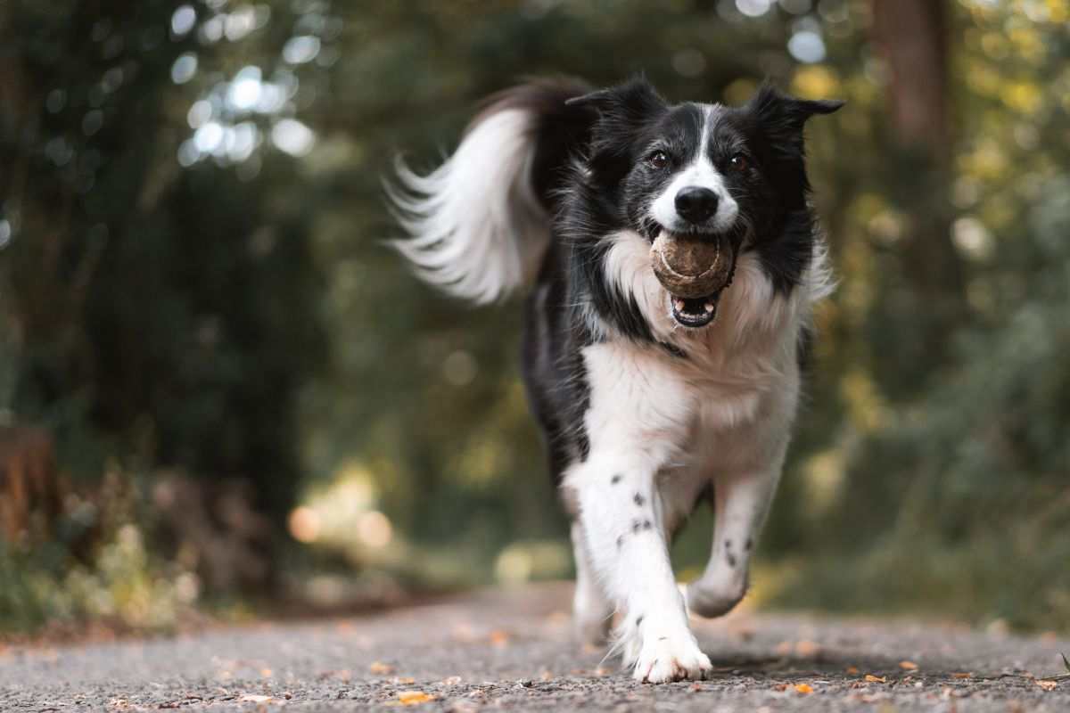 localizzatore per non smarrire il cane 