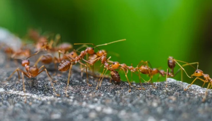 Quanto sono pericolose le formiche di fuoco in Italia