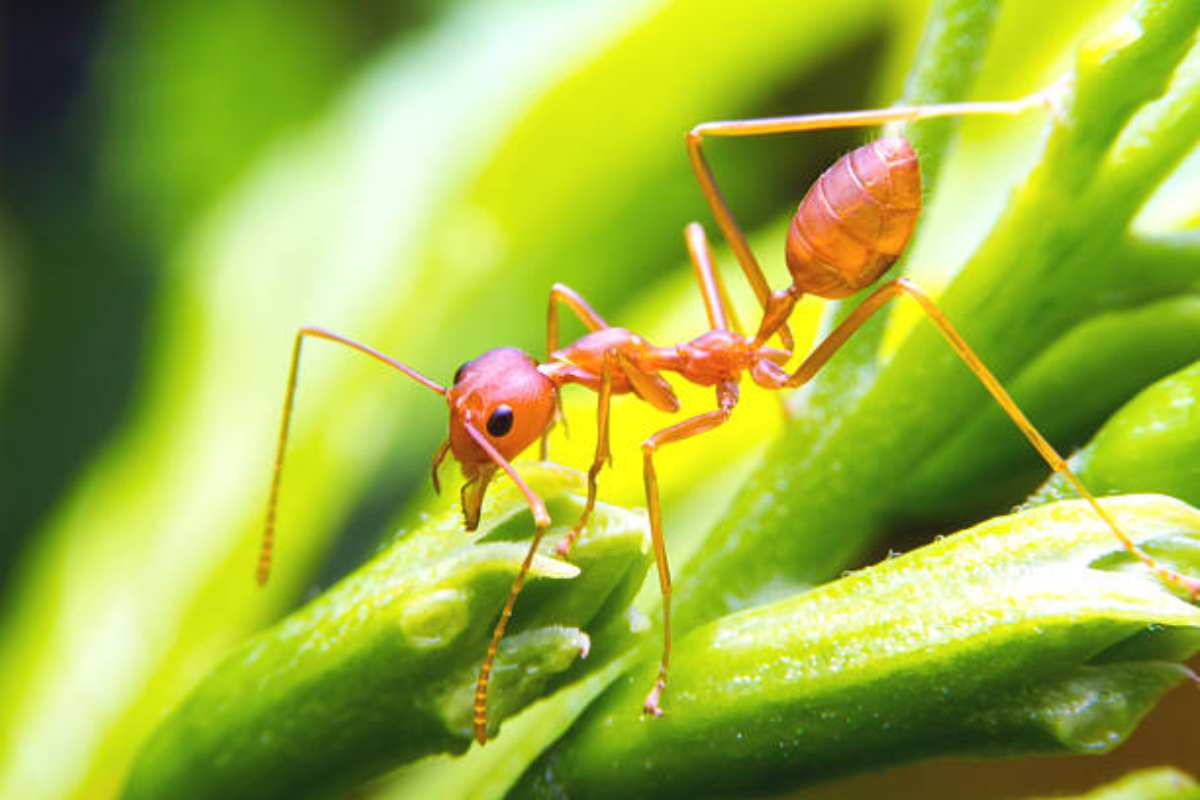 Quanto sono pericolose le formiche di fuoco in Italia