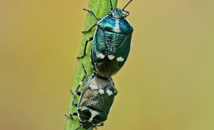 I metodi naturali per allontanare le cimici da casa